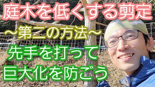 【木を低くする剪定②】大きくなる木を小さく維持する手入れのコツ 例イチョウ2023年2月🌳👏 [upl. by Retxed]