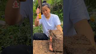 Bonsai Tree Changing Soil satisfying farming garden [upl. by Eiresed]