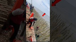 चीन वाले समुंद्र में लकड़ियां क्यों दबा रहे हैं 🙄 mussels farming [upl. by Elvyn]