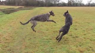 Deerhounds [upl. by Fillbert]