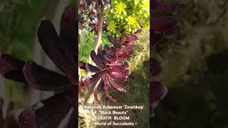 Aeonium Succulent death bloom succulent aeonium bloom arboreum zwartkop succulentlover winter [upl. by Latin705]