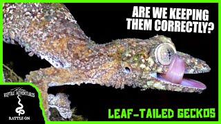 LEAFTAILED GECKOS UROPLATUS IN THE WILD Are we keeping them correctly [upl. by Luna]