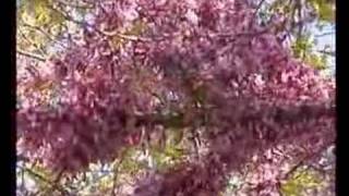 Cercis siliquastrum L  Albero di Giuda [upl. by Rossi]