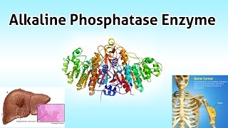 Alkaline Phosphatase Enzyme  Clear Over View [upl. by Maud]