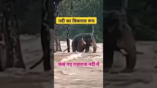 Nadi M Hathi Fas Gya h  Bahut Khatarnaak Flood  Vikraal Roop  Pani M Gajanand  Pahadi Hills [upl. by Etnoved]