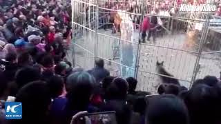 Tiger breaks out of cage during circus show in Shanxi China [upl. by Eirelav900]