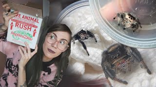 Unboxing 7 ADORABLE JUMPING SPIDERS and deciding which to keep [upl. by Arrekahs80]