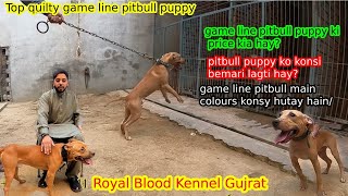 World champion bloodline pitbull puppy  game line pitbull puppy proudly owner shaizaib chand [upl. by Feodora500]