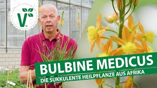 Bulbine Medicus  Die ErsteHilfePflanze [upl. by Elrae]