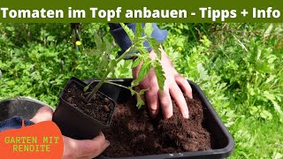 Tomaten im Topf anbauen  Alte Erde wieder verwenden  Düngen  Tipps  Info´s [upl. by Kesia81]