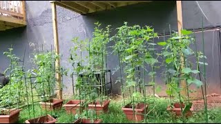 Garden Update Sept Week 3 2023 [upl. by Lachish]