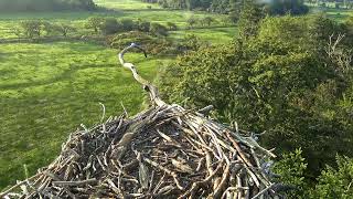 Bywyd Gwyllt Glaslyn Wildlife  Ffrwd Byw  Live Stream [upl. by Atiekram]