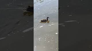 Wild Duck Couple splashing on the River [upl. by Deonne]