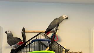 Team African Greys world police Alex and Pepper [upl. by Ainwat]