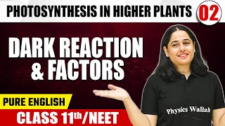 PHOTOSYNTHESIS IN HIGHER PLANTS 02  Dark Reaction amp Factors  Botany  Pure English  Class 11NEET [upl. by Aihsile935]