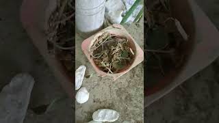 how to make compost at free gardening compost garden shortsvideo shorts [upl. by Ahcirt]