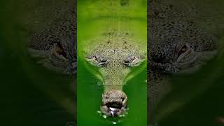 Gharial  The Bizarre Looking Crocodile shorts animals [upl. by Nikal952]