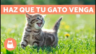 Maullidos para ATRAER GATOS 🐱🔊 Sonidos para que Tu Gato Venga [upl. by Ydwor]