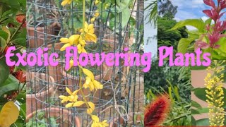 Rare exotic Flowering Plants [upl. by Orimisac]