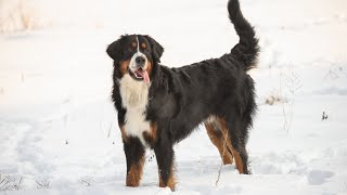 Bernese Mountain Dog Barking Causes and Solutions [upl. by Ahsilac80]