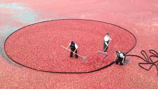 Cranberry Harvesting  Jenkins Cranberry Bog in Harwich [upl. by Ammamaria]