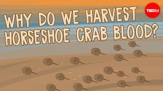 Why do we harvest horseshoe crab blood  Elizabeth Cox [upl. by Sirrap]