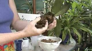 Phalaenopsis Repotting  Orchid Care  From rePotmecom [upl. by Birck579]