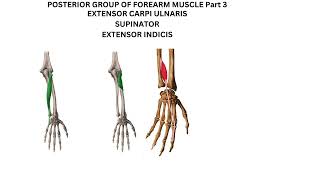 Extensor carpi ulnaris supinator and extensor indicis [upl. by Suilmann783]