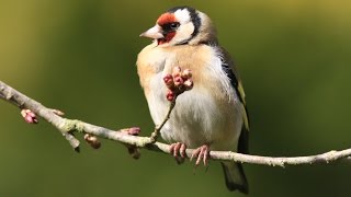 chants et cris du chardonneret élégant  HD carduelis carduelis   calls amp songs of goldfinch [upl. by Ettenahs782]