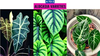 Alocasia Varieties A to Z [upl. by Rehpinej]