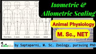 Isometric and Allometric Scaling [upl. by Tiana829]