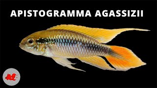 Apistogramma agassizii ✔ [upl. by Cypro511]