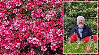 ARBRE À THÉ OU MANUKA UN ARBUSTE À SURTOUT DÉGUSTER POUR SA FLORAISON Le Quotidien du Jardin N°391 [upl. by Iznekcam]