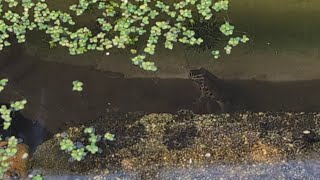 Allotment life on a rainy day 🌧️ And we have newts in our wildlife ponds 🦎 [upl. by Ahsik126]