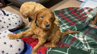 Red Standard Goldendoodle litter at 4 weeks old [upl. by Eri]