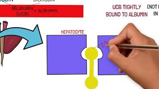 BILIRUBIN METABOLISM AND JAUNDICE TYPES AND CAUSES [upl. by Kcajyllib]