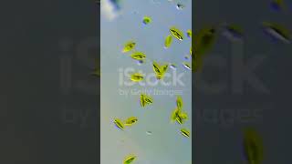 Euglena viridis of Phylum Protozoa under microscope [upl. by Llerruj]