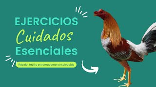 Pelea De Gallos  Clave Efectiva quot2018quot Exclusivo [upl. by Rusty127]