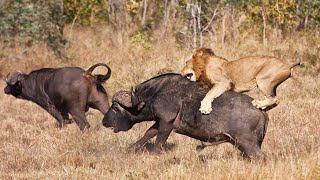 The Ultimate Apex Predators Of The African Wilderness [upl. by Assadah]