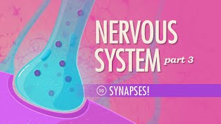 The Nervous System Part 3  Synapses Crash Course Anatomy amp Physiology 10 [upl. by Sisenej693]