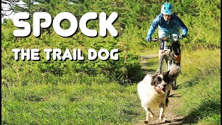 Spock the Trail Dog [upl. by Jillie]