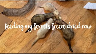 Feeding My Ferrets FreezeDried Raw [upl. by Orlando]