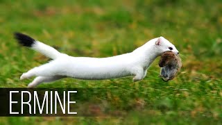 ERMINE in Action The cunning friend of the marten who hares rabbits and squirrels [upl. by Adonis]