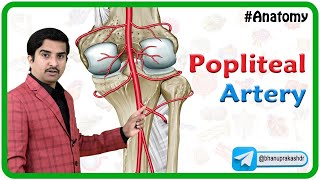 Popliteal artery Anatomy Animation  Dr G Bhanu Prakash [upl. by Atwahs]