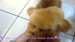 Teacup poodle Cream Angel minature poodle 0712  Tiny Toy poodle Teacup poodle Pocket teacup poodle [upl. by Dlanod]