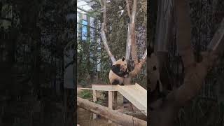 Giant panda mother learn to climb trees quickly baby don’t learn cute funnyredpandagiantpanda [upl. by Sanger]