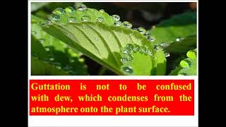 Guttation in Plants Difference between transpiration and guttation Botany video lecture [upl. by Havstad]