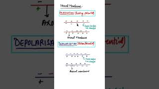 Polarisation amp Depolarisation of Neuron in hindi shorts neuralcontrolandcoordination [upl. by Nairam657]