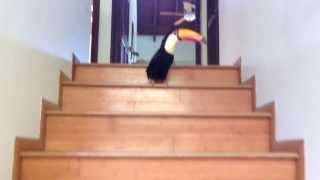 Toucan Hopping Down the Stairs [upl. by Greenman]