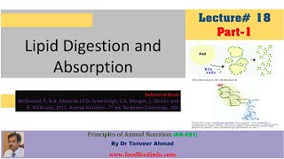 Lecture18 Part 1of 2 Lipid Digestion and AbsorptionLecture Series in Animal Nutrition [upl. by Graham]